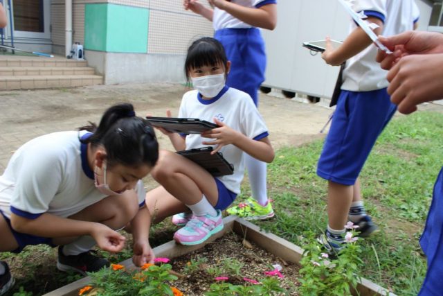 花粉のかがく 上越教育大学附属小学校 新潟県上越市