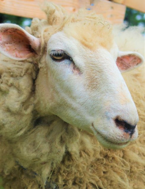 母ヒツジの めい 上越教育大学附属小学校 新潟県上越市 母ヒツジの めい 上越教育大学附属小学校 新潟県上越市